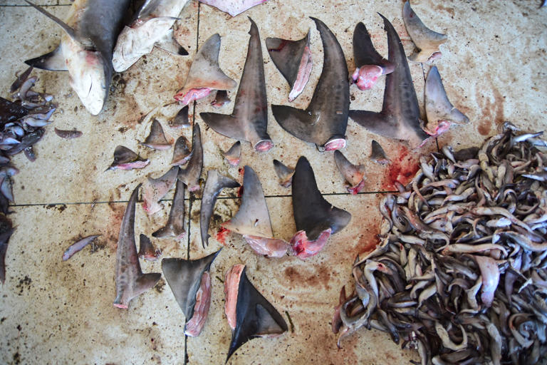 Humans now kill 80 million sharks per year, 25 million of which are ...