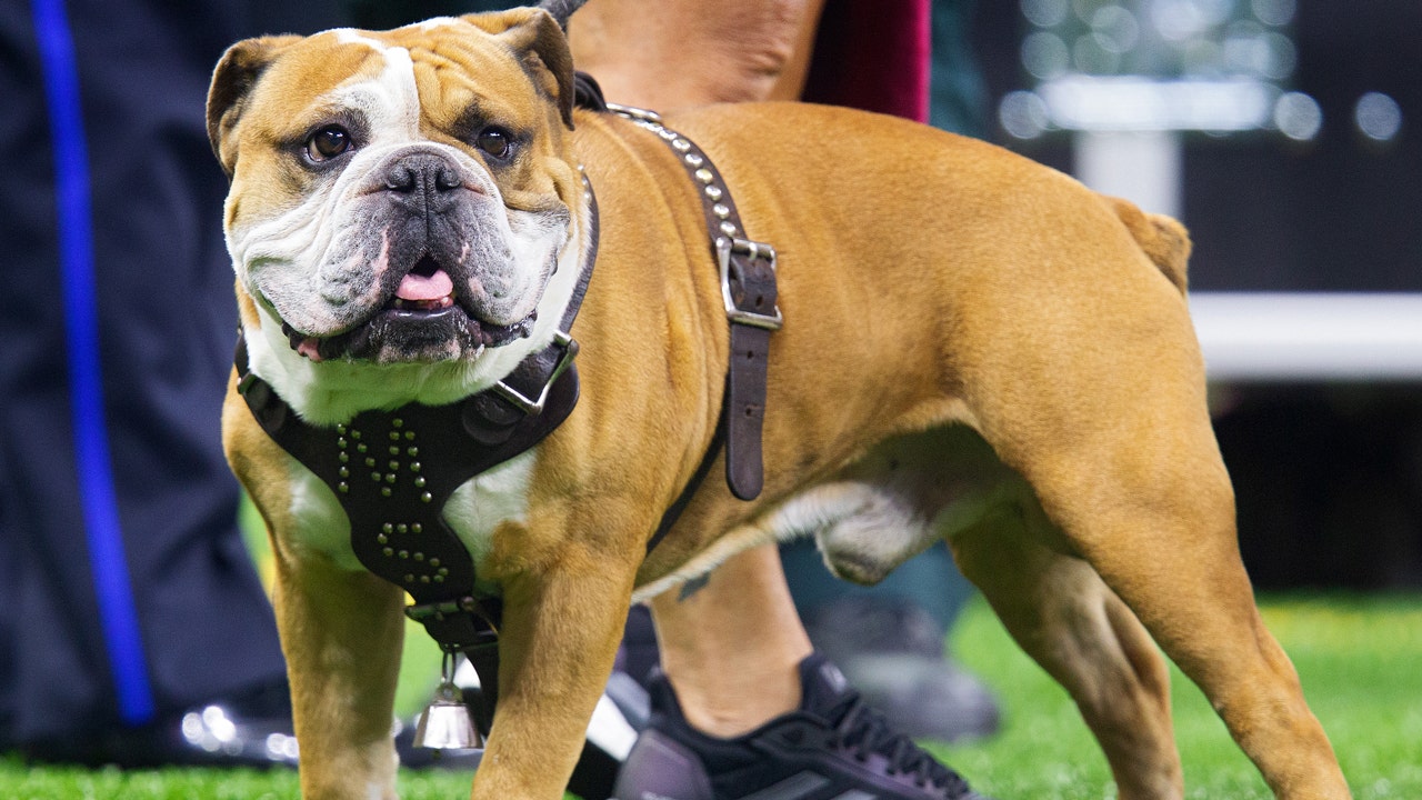 Scotland To Restrict American XL Bully Dog Breed Joining England   AA1mQ0fT.img