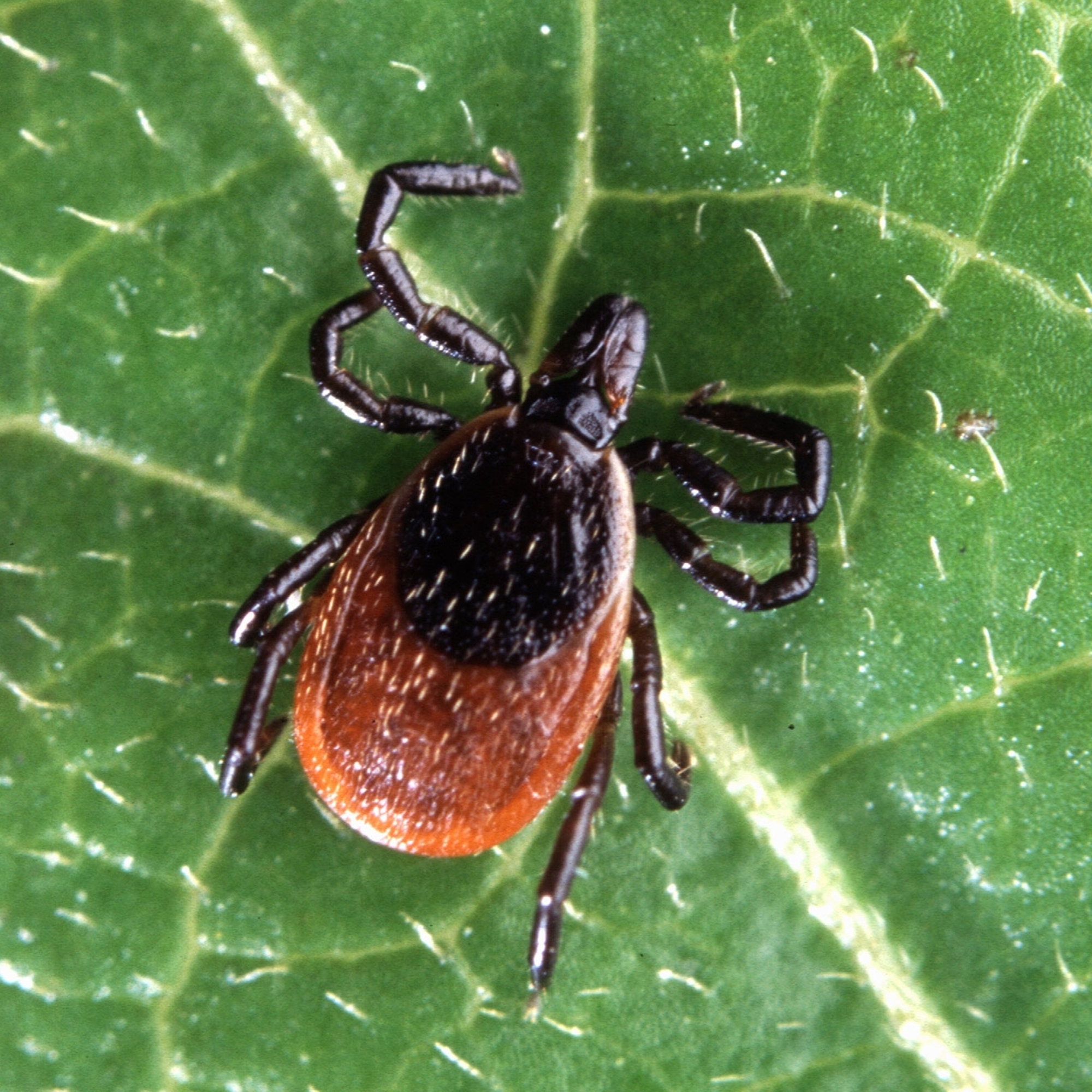 Natalia Grace's real age revealed by DNA test