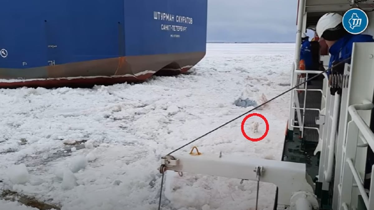 antarctic sailors spot something unusual on ice and decide to bring it aboard