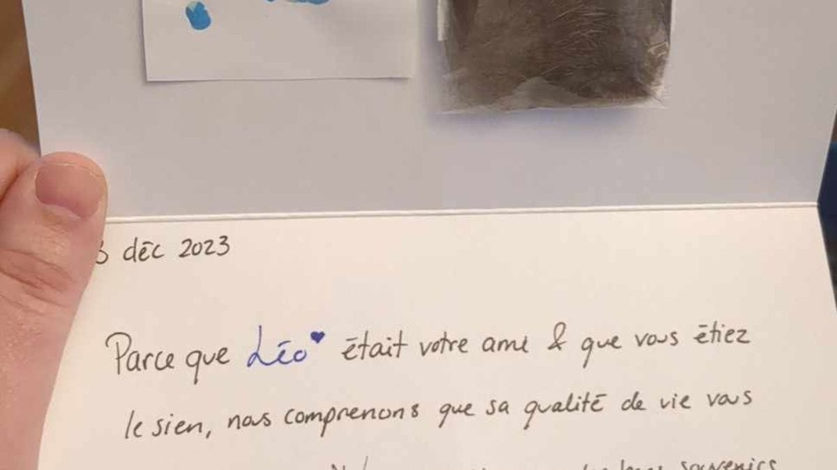 acude al veterinario para sacrificar a su gatito: días después recibe una carta que le atraviesa el corazón