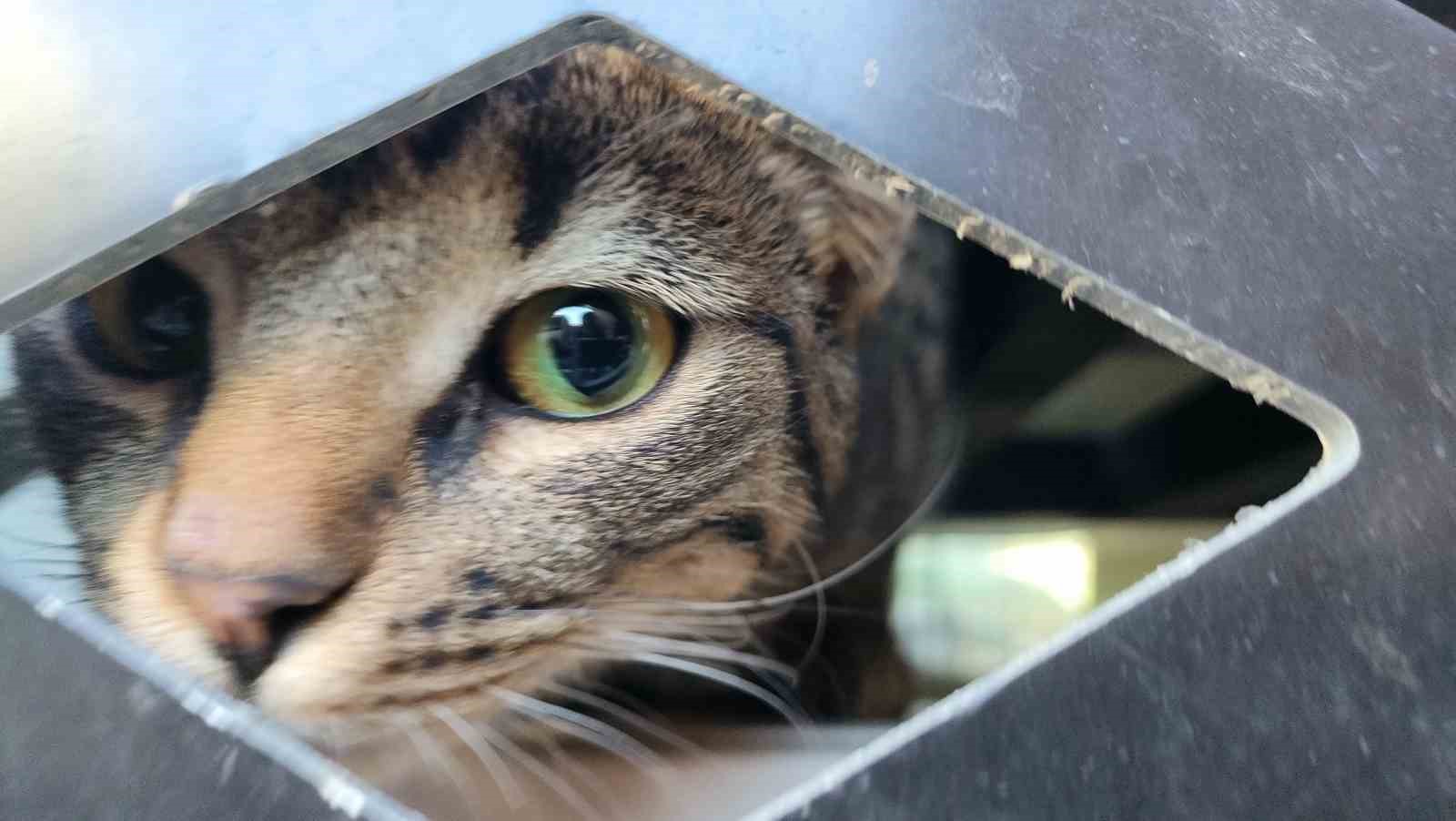 mamaya ulaşmaya çalışırken klima üniteleri arasında mahsur kalan kedi kurtarıldı