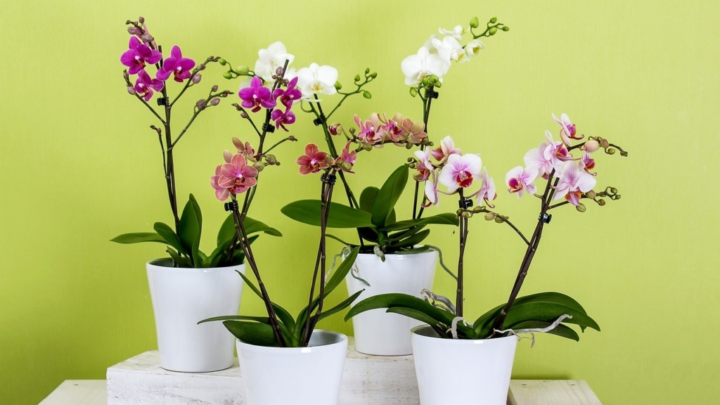 amazon, orchideen düngen: mit einer simplen backzutat