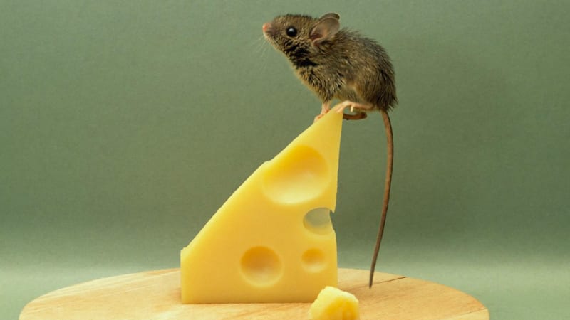 pořádná myš denně uklízí stůl v kůlně. majitel ji tajně natočil na video