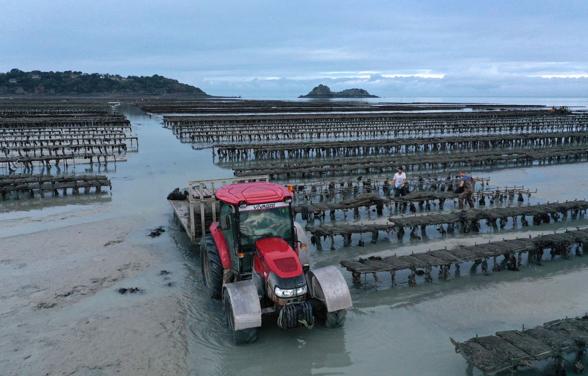 les huîtres de la baie du mont saint-michel interdites après des intoxications collectives