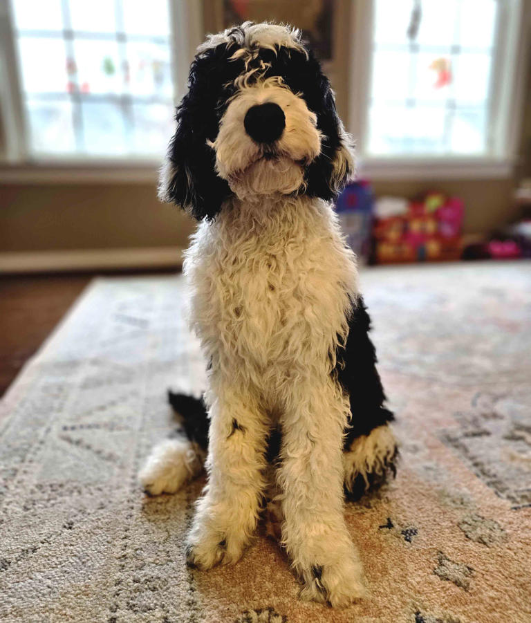 Sheepadoodle Dog Breed Information, Health & Characteristics