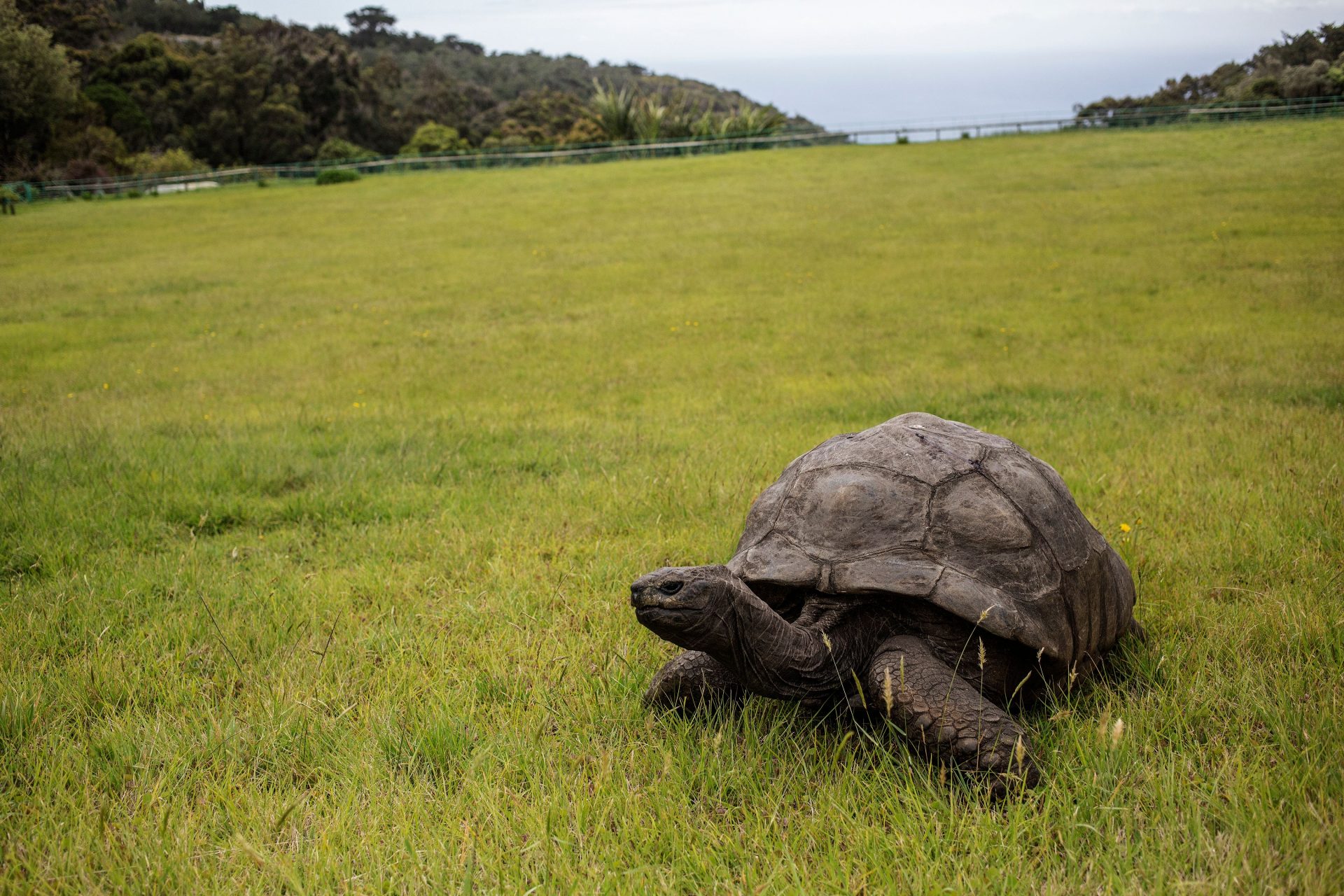 Inside the life of Jonathan, the world’s oldest living land animal