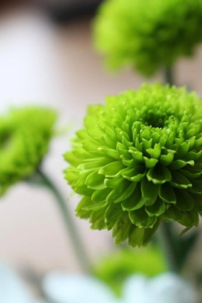 40 Types Of Green Flowers For Vibrant Garden Displays