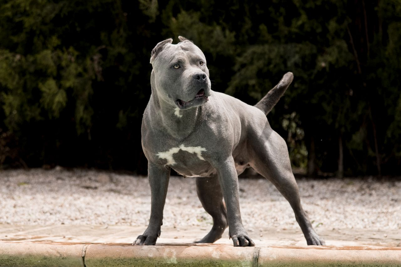 Szkocja Zaka E Hodowli Ps W Rasy American XL Bully   AA1mRogC.img