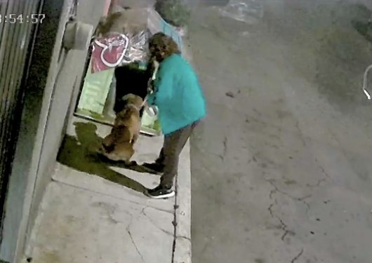 ¡vaya monstruo! señora echa a pelear a su perro con otros callejeros y así reacciona