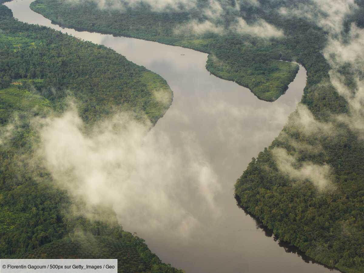 Ce motif commun à l'ensemble des forêts tropicales humides du monde ...