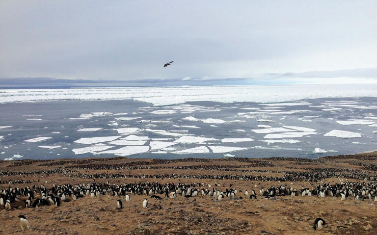 Research shows Adélie penguins must balance the benefits and costs of ...