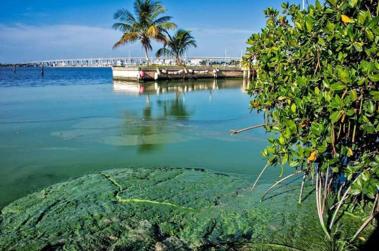 Algae toxins found in Lake Monroe near Volusia; health department ...