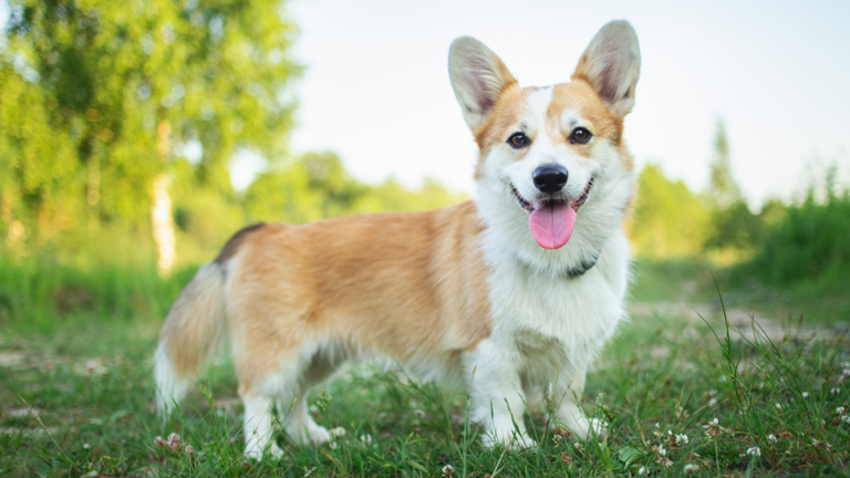 The Pembroke Welsh Corgi: A Comprehensive Breed Guide