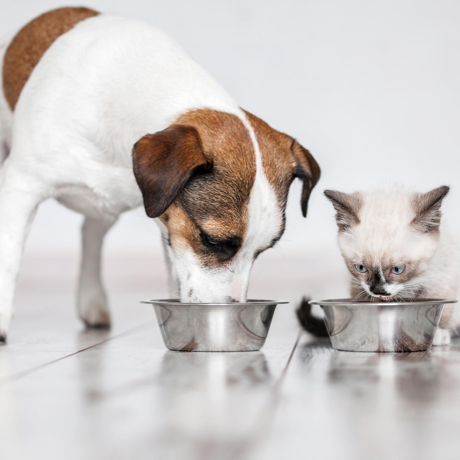 Собака ест из миски. Феромоны для кошек чтобы подружить с собакой. Как познакомить кошку с собакой. Как сблизить кошку и собаку.