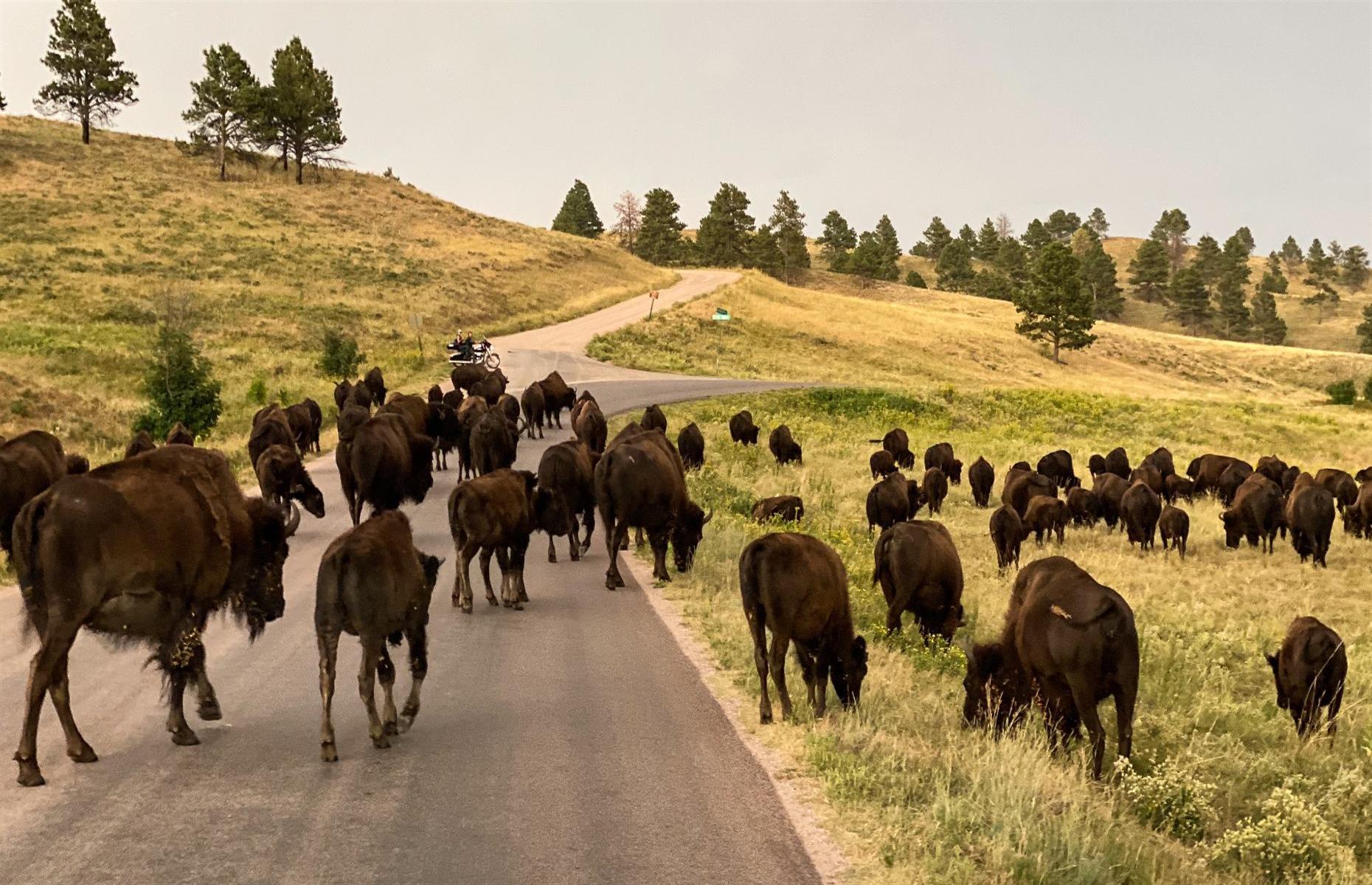 <p>Located in the Black Hills, this sprawling, 71,000 acre state park is home to roaming wildlife: expect buffalo to stroll past your car, especially if you drive the 19-mile Wildlife Loop Road in the southeastern section of the park. If you plan your visit for the end of September, you may witness the annual Buffalo Roundup, featuring rangers and wranglers herding more than 1,000 bison. For an even more immersive off-road experience, sign up for a Buffalo Safari Jeep Tour, with a guide’s knowledge enhancing your enjoyment of the park.</p>