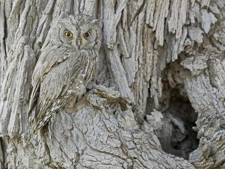 We Dare You to Find All 23 Camouflaged Animals