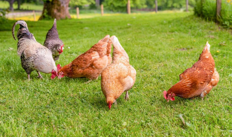 Chickens Can Eat Many Things, but Can They Eat Green Beans? What to Know