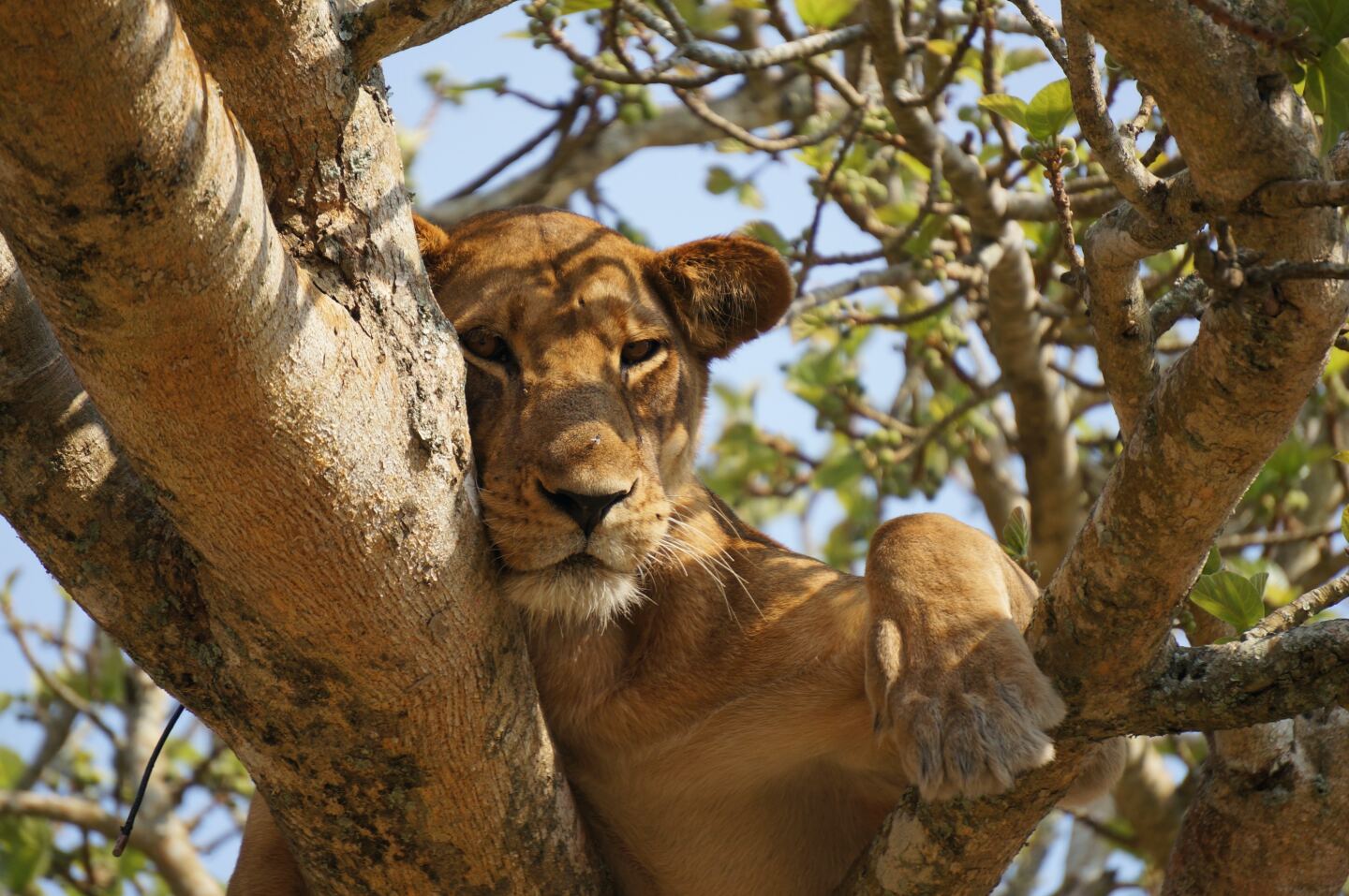 <h2>Queen Elizabeth National Park</h2> <ul>   <li><b>Go for</b>: Wildlife, including tree-climbing lions, and scenic landscapes</li>   <li><b>Location</b>: <a class="Link" href="https://maps.app.goo.gl/uouAJCTsKyjagJWs6" rel="noopener">Google Maps</a></li>  </ul> <p>From the Rwenzori Mountains, it’s a two-hour drive to Uganda’s second-largest national park, which is also the country’s most popular. Queen Elizabeth National Park is famously home to tree-climbing lions, along with nearly 100 species of mammals. It’s also one of the most important birding destinations in Uganda, with more than 600 species, such as the shoebill stork, Pel’s fishing owl, and grey crowned crane, which is the country’s national bird.<br>A boat cruise along the Kazinga Channel, a 20-mile long natural channel that connects Lake George and Lake Edward, may reward visitors with sightings of Nile crocodiles, hippos, elephants, and much more. Beyond the wildlife, travelers can experience a wide range of natural landscapes in Queen Elizabeth National Park, from forests and grasslands to swamplands and volcanic craters.</p>