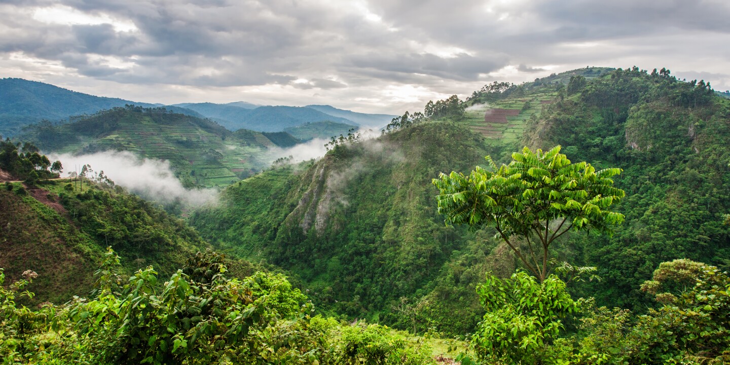 <p>The hills of Bwindi Impenetrable National Park are home to half of the world’s population of endangered mountain gorillas.</p><p>Travel Stock/Shutterstock</p><p>Traveling through western Uganda offers a lesson in stark contrasts. There are few regions that can boast the world’s most powerful waterfall, ancient forests filled with orchids and ferns, lush jungles, and imposing glaciers. And that is to say nothing of the wildlife: Half of the world’s mountain gorilla population call Uganda home, as do cheeky chimpanzees, tree-climbing lions, and hundreds of unusual bird species.</p><p>Starting in Kampala, here are the five stops you should make while taking a counterclockwise tour of western Uganda’s national parks. We have noted drive times between the parks, but there are flights that can make travel shorter.</p><p>Visitors to the Murchison Falls, also known as the Kabalega Falls, are often treated to a rainbow emerging from its mist.</p><p>Photo by Radek Borovka/Shutterstock</p>