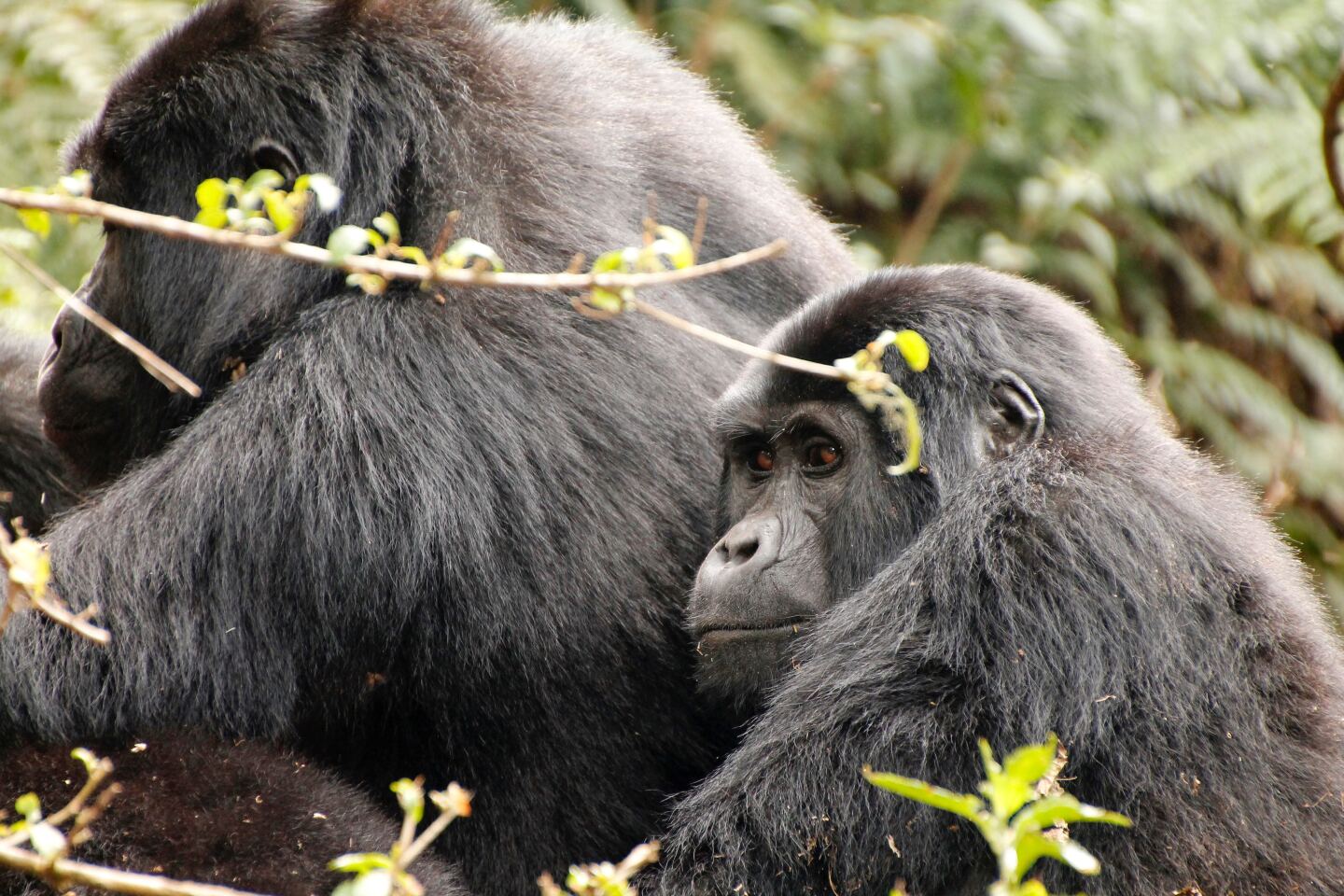 <h2>Bwindi Impenetrable Forest National Park</h2> <ul>   <li><b>Go for</b>: Silverback gorillas and a chance to learn about the Batwa community</li>   <li><b>Location</b>: <a class="Link" href="https://maps.app.goo.gl/JdhbzyaJZTsTnFsY6" rel="noopener">Google Maps</a></li>  </ul> <p>The final park on a circuit of western Uganda is <a class="Link" href="https://www.bwindiforestnationalpark.com/" rel="noopener">Bwindi Impenetrable Forest National Park</a>, which is a 3- to 4-hour drive from Queen Elizabeth National Park.</p> <p>This park is home to about half of the world’s 750 remaining <a class="Link" href="https://www.afar.com/magazine/gorilla-trekking-rwanda-uganda" rel="noopener">silverback mountain gorillas</a>, earning it a UNESCO World Heritage Site designation in 1994. The ancient forest dates back 25,000 years and is densely vegetated with orchids, tree ferns, red stinkwoods, and tangled vines.</p> <p>Bwindi offers visitors the opportunity to meet people from the <a class="Link" href="https://batwaexperience.org/tours/" rel="noopener">Batwa community</a>, who are the original inhabitants of the rainforest. Take a guided walk with a Batwa community member, who can teach you about ancient hunting traditions, medicinal plants, and traditional songs.</p> <h2>Tour Operators in Uganda</h2> <p>Uganda’s parks are best visited with a tour operator, who can organize a trip to either one or several of these parks. Here are our top choices, as well as a guiding company for trekkers interested in the Rwenzori Mountains:</p> <h3>Abercrombie and Kent</h3> <p><a class="Link" href="https://www.abercrombiekent.com/travel-destinations/africa-safari/uganda" rel="noopener">Abercrombie and Kent</a> offers small-group and tailor-made tours that visit most parks along this circuit. With them, travelers also have the opportunity to visit one of the programs supported by A&K Philanthropy, such as the <a class="Link" href="https://akphilanthropy.org/bwindi-bikes/" rel="noopener">Bwindi Women’s Bicycle Enterprise</a> or the <a class="Link" href="https://akphilanthropy.org/bwindi-community-hospital-nursing-school-2/" rel="noopener">Bwindi Community Hospital and Nursing School</a>. </p> <h3>The Uganda Safari Company</h3> <p><a class="Link" href="https://www.safariuganda.com/" rel="noopener">The Uganda Safari Company</a> has been offering high-end safari circuits across Uganda since 1993. Guests may have the opportunity to visit smallholder farmers, traditional healers, and rangers who work on anti-poaching measures.</p> <h3>Wild Frontiers</h3> <p><a class="Link" href="http://wildfrontiers.co.ug" rel="noopener">Wild Frontiers </a>has more than 25 years of experience running tours across Uganda. Most staff members are Ugandan, and there are opportunities for travelers to take part in a diverse set of community projects, from youth wildlife clubs to sewing programs for women.</p> <h3>Rwenzori Trekking</h3> <p><a class="Link" href="https://rwenzoritrekking.com/" rel="noopener">Rwenzori Trekking</a> offers guided tours around the Rwenzori Mountains, including weeklong trips to summit Mount Margherita. Please note that summitting Mount Margherita, the continent’s third-highest peak, has been classified as a technical climb and requires specialized equipment such as crampons and ice axes.</p> <p><i>This article originally appeared online in 2011; it was most recently updated on January 12, 2024, to include current information.</i></p> <p><b>>> Next: </b><a class="Link" href="https://www.afar.com/magazine/path-of-dreams-the-trip-of-a-lifetime-in-uganda" rel="noopener"><b>In Uganda, One Refugee Finds New Joy in Adventure</b></a></p>