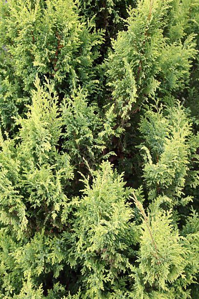 No Home Is Complete Without Evergreen Shrubs for Year-Round Beauty