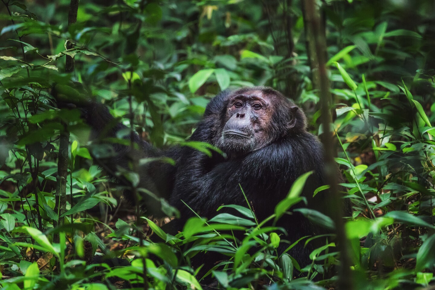<h2>Kibale Forest National Park</h2> <ul>   <li><b>Go for</b>: A chance to spend time with habituated chimpanzees and other primates</li>   <li><b>Location</b>: <a class="Link" href="https://maps.app.goo.gl/Z6G28NbBTqKC51uT7" rel="noopener">Google Maps</a></li>  </ul> <p>From Murchison Falls, take a daylong drive southwest to <a class="Link" href="https://www.kibaleforestnationalpark.com/" rel="noopener">Kibale Forest National Park</a>, which has a relatively small footprint at just less than 300 square miles but offers a stunning diversity of primates. Nearly 1,500 chimpanzees live here, as do 12 other types of primates, including blue monkeys, gray-cheeked mangabeys, and red colobus monkeys. Bird enthusiasts can enjoy nearly 400 species, along with 250 types of butterflies.</p> <p>Kibale Forest National Park boasts rich cultural tourism. Travelers can learn about cultural traditions of the Batoro people and the Bakiga people, walk through a nearby village, and meet members of the <a class="Link" href="https://bigoditourism.com/" rel="noopener">Bigodi Women’s Group</a>, who make and sell baskets, jewelry, and other handicrafts.</p>