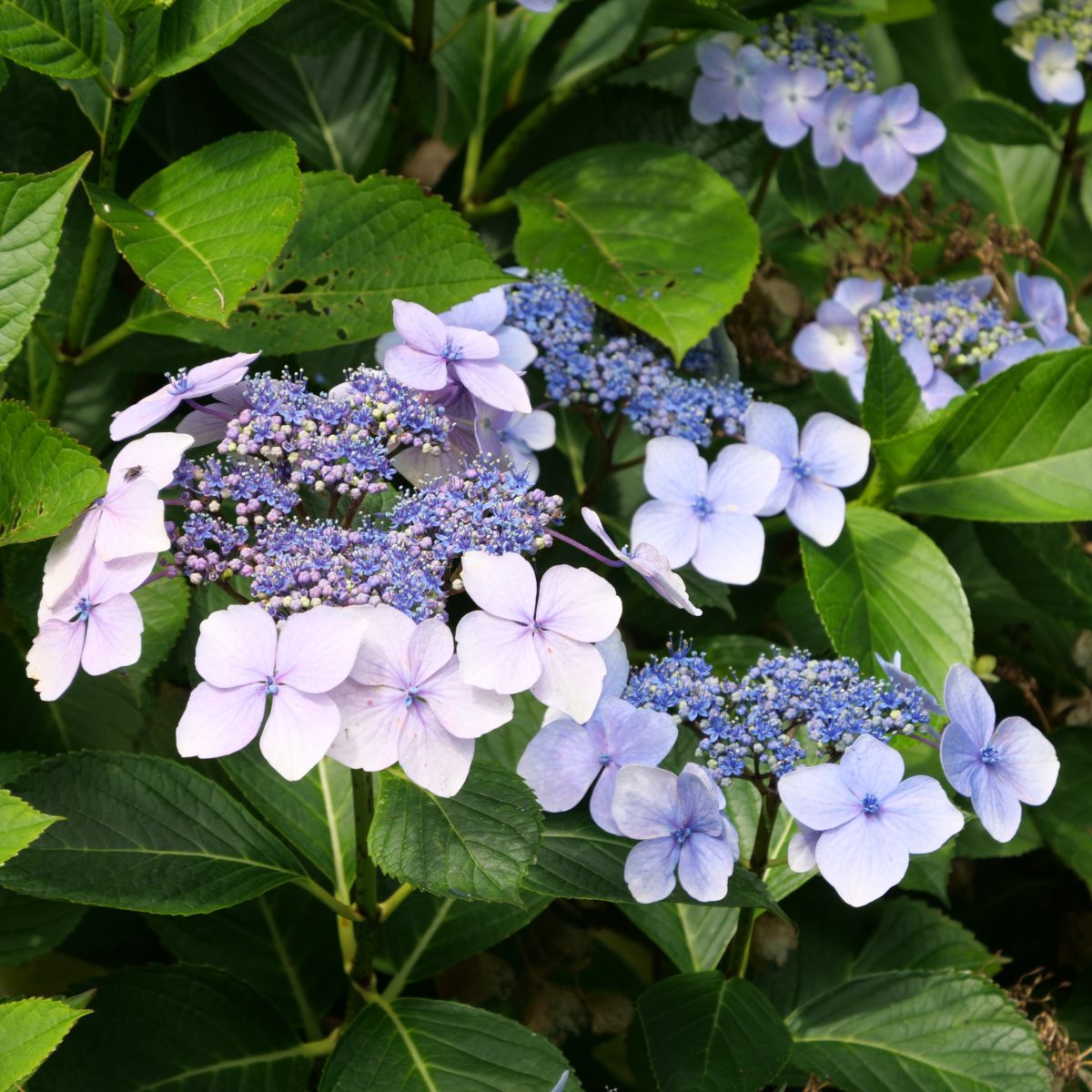 Popular Types of Hydrangeas Every Yard Needs