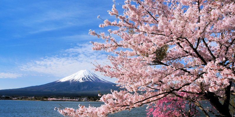 Japan Cherry Blossom Forecast 2024 A Blooming Marvel Awaits You   AA1mTXf9.img