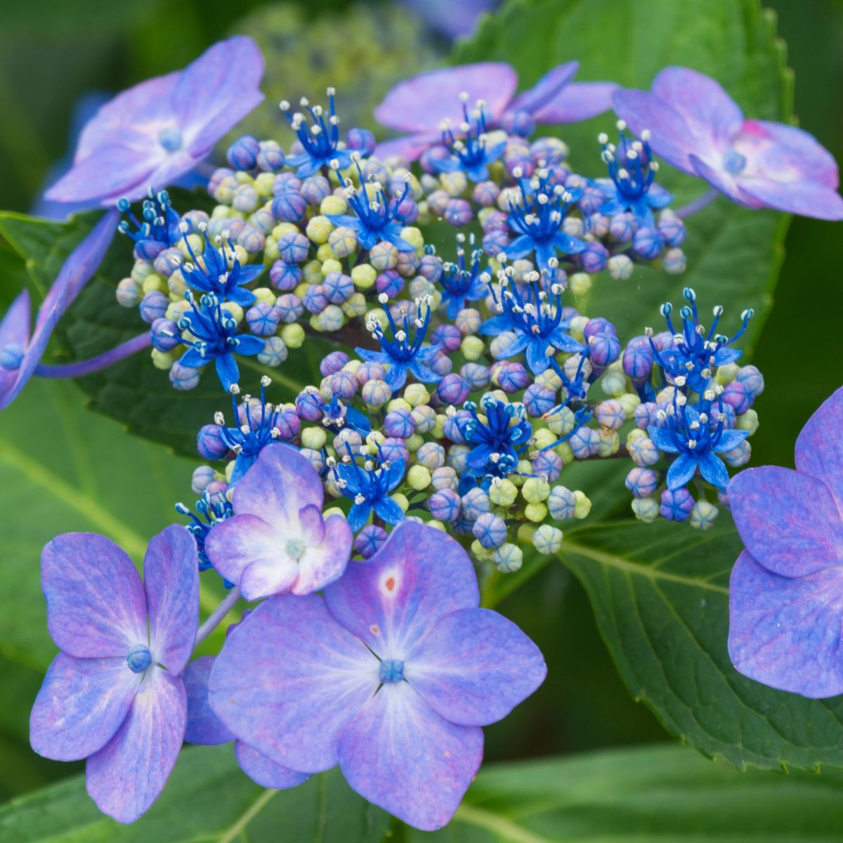 Popular Types of Hydrangeas Every Yard Needs