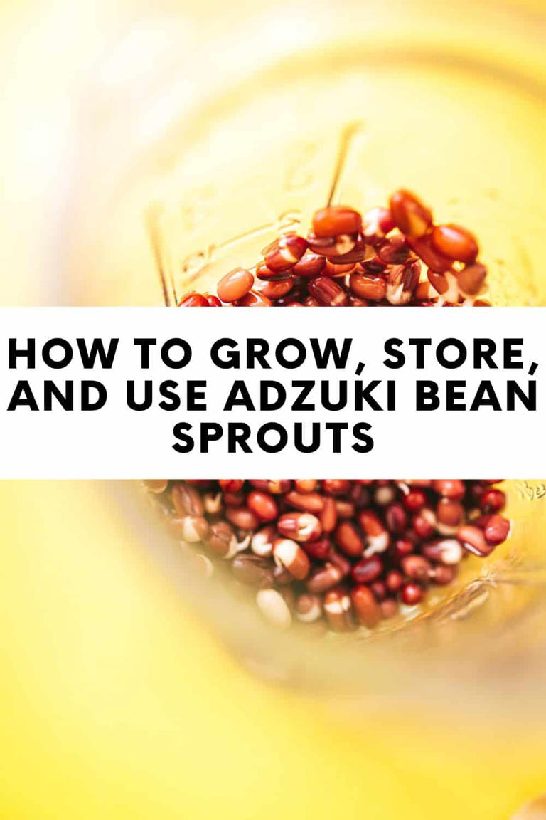 How to Grow Adzuki Bean Sprouts