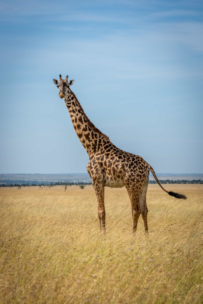 Wildlife With The Longest Tails