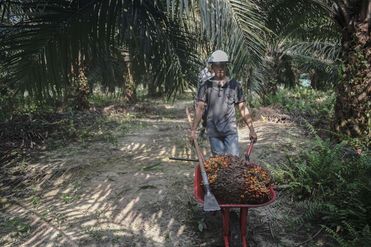 Kelapa Sawit Dapat Diolah Menjadi Apa Saja? Tak Hasilkan Limbah