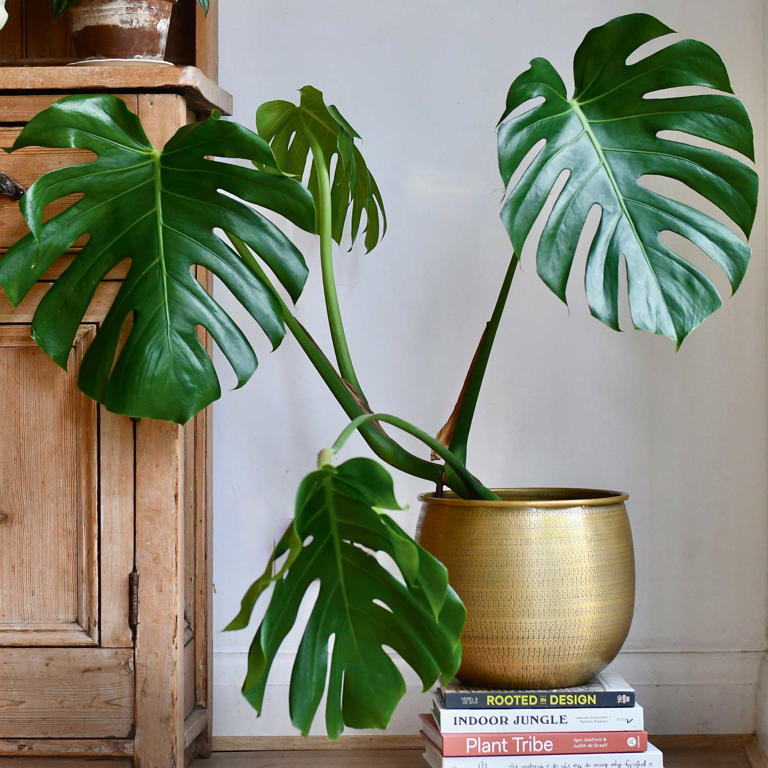 7 of the best fastgrowing houseplants buy small and fill your home