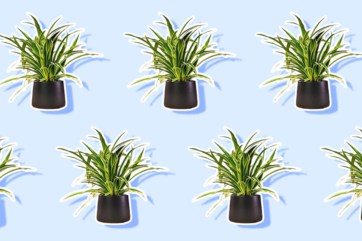 Spider Plant Light Requirements For Optimal Growth Indoors