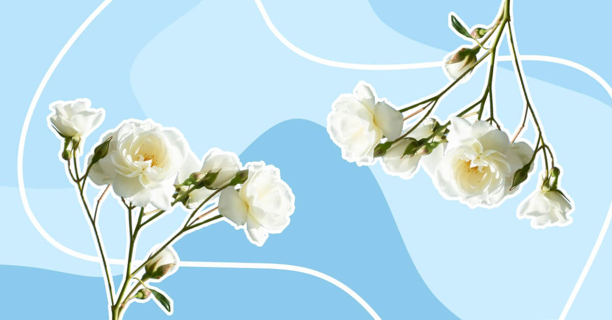 19 White Fragrant Flowers with Irresistible Scents