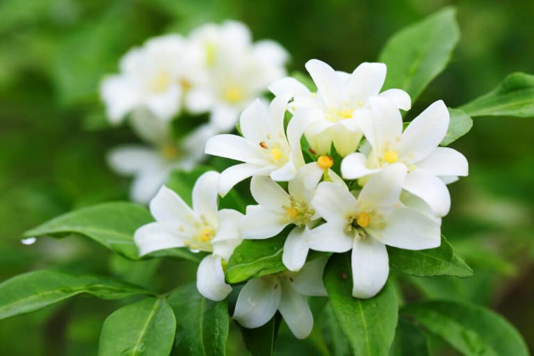 19-white-fragrant-flowers-with-irresistible-scents