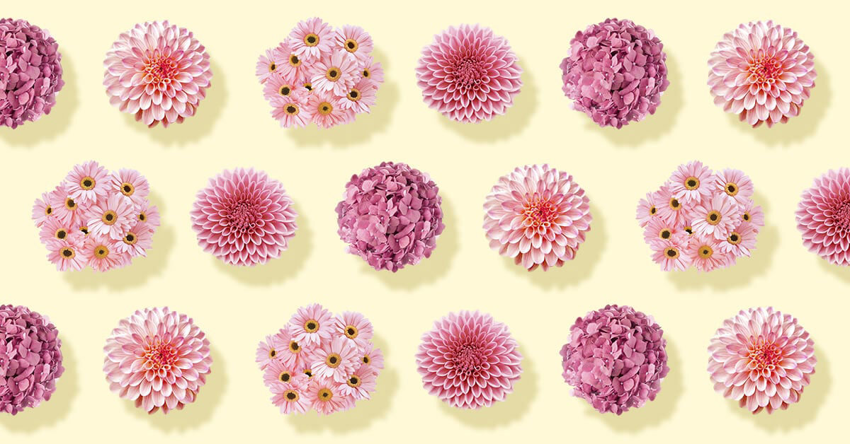 100 Types of Pink Flowers
