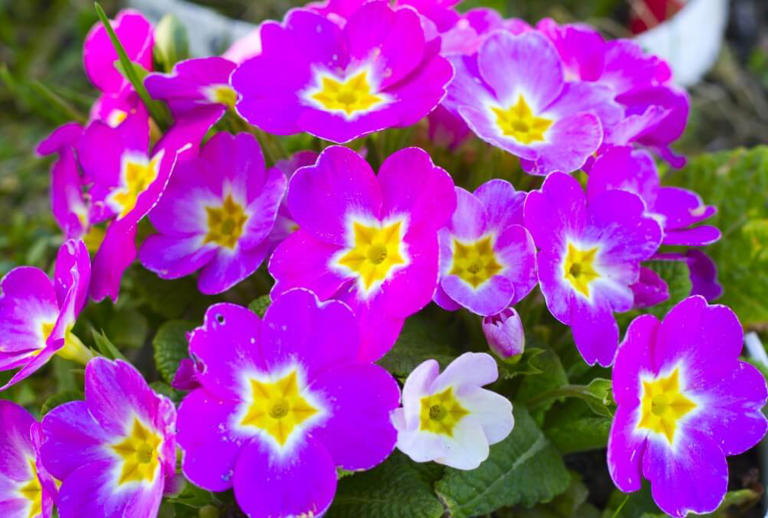 20 Fragrant Purple Flowers For Your Garden