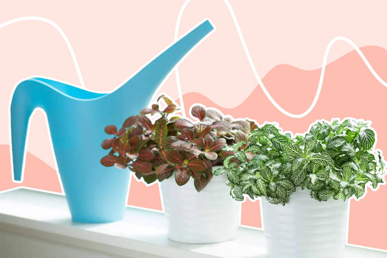 Nerve Plant Watering Made Simple: Key Tips for Success