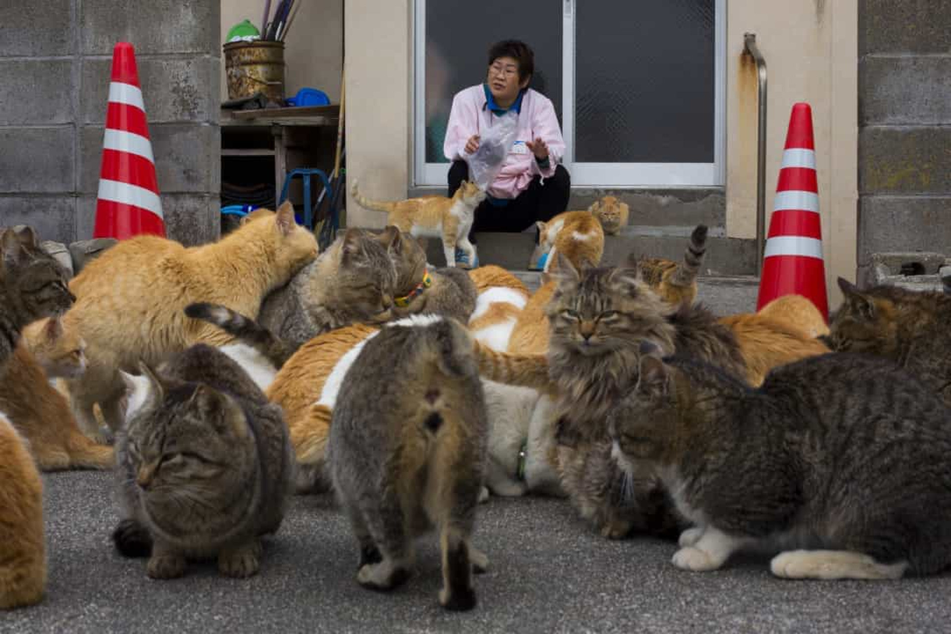 Котики в китае видео. Остров Аосима остров кошек. Тасиро остров кошек. Тасиро остров кошек в Японии. Остров Фраджост кошачий остров.