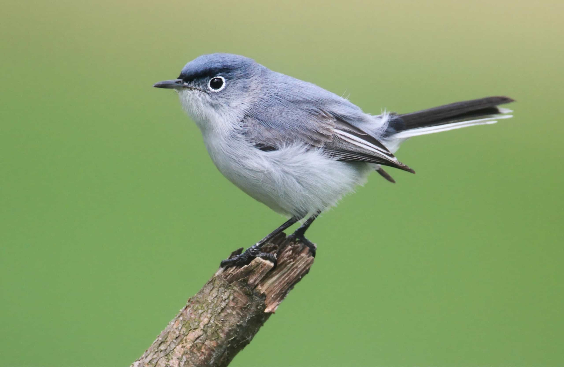 Birds with bold and brilliant eyebrows