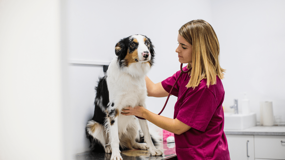 How To Keep Your Dog Safe From Respiratory Infections