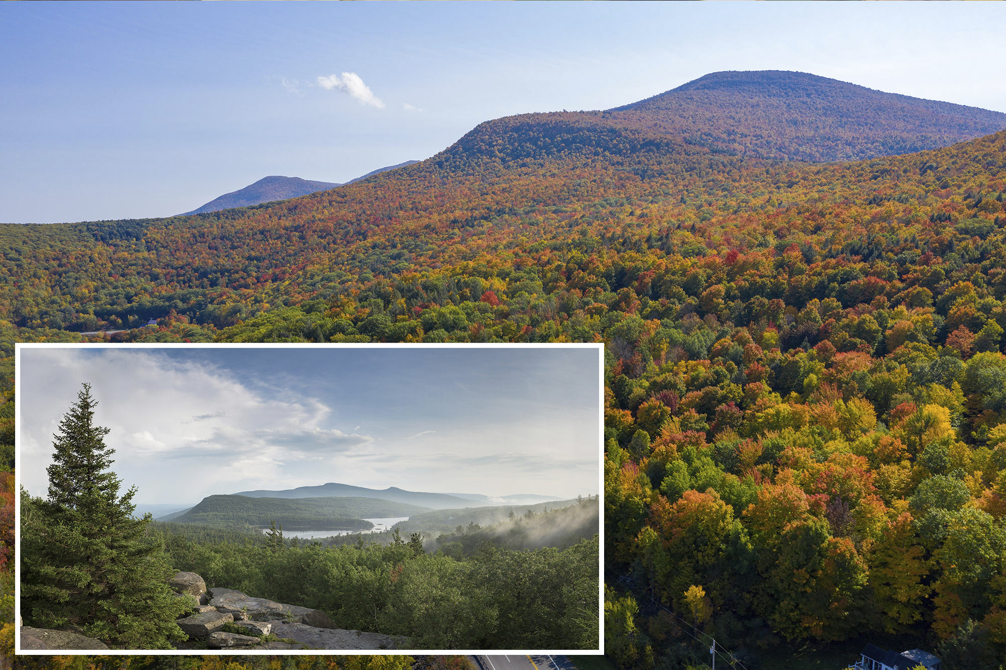 World’s Oldest Forest Found Just A Short Drive From NYC, Scientists ...