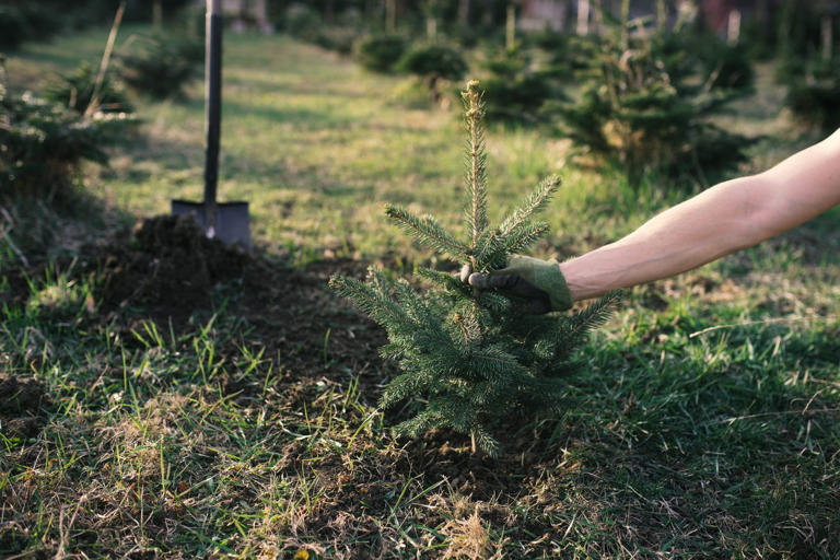 Can You Replant a Christmas Tree?