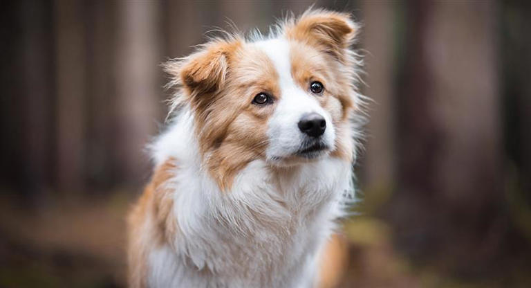 es antihigiénico dejar que un perro te lama la cara