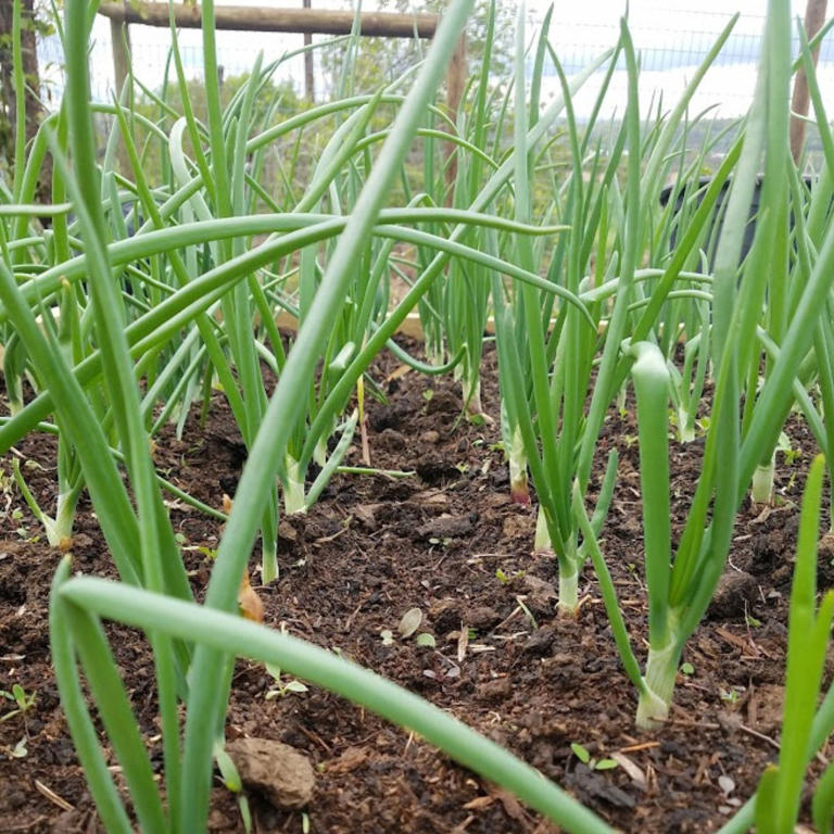 How To Grow Onions – A Step By Step Guide To An Abundant Harvest