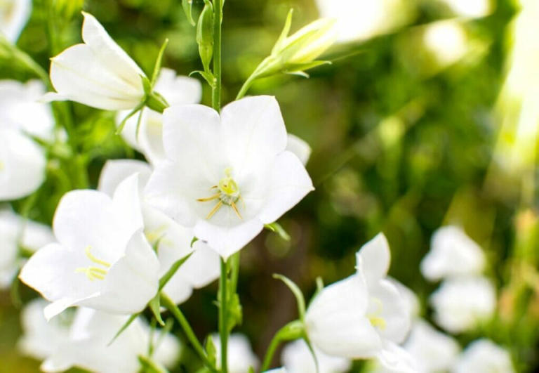 75 White Flower Types With Names And Pictures