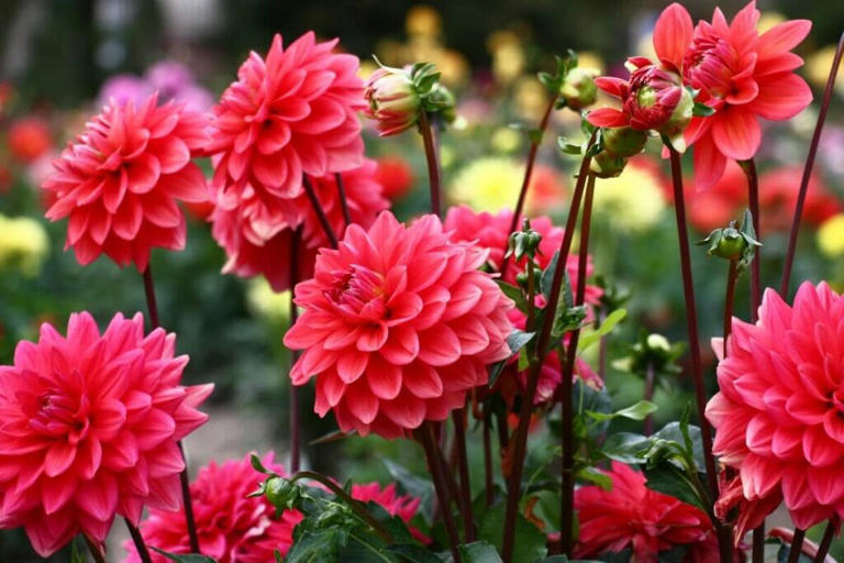 How Tall And Wide Dahlia Flowers Grow