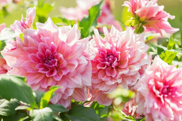 How To Grow Dahlias In Your Garden